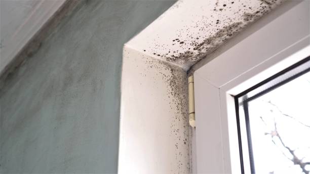 Forensic Mold Investigation in Vernon, TX