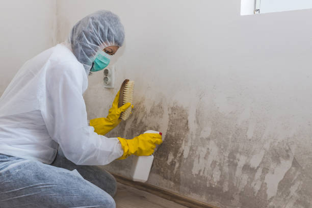 Best Mold Remediation for Healthcare Facilities  in Vernon, TX