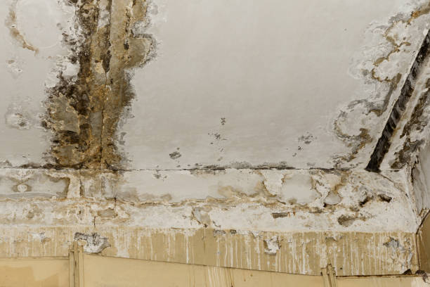 Best HVAC Mold Inspection and Cleaning  in Vernon, TX