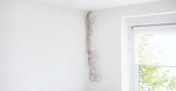 Vernon, TX Mold Removal Company