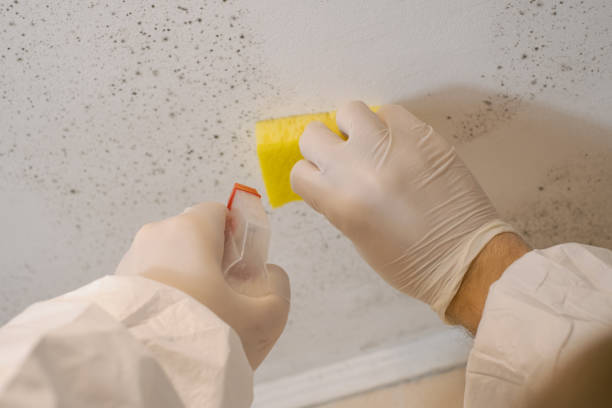 Best Mold-Related Health Consultation  in Vernon, TX